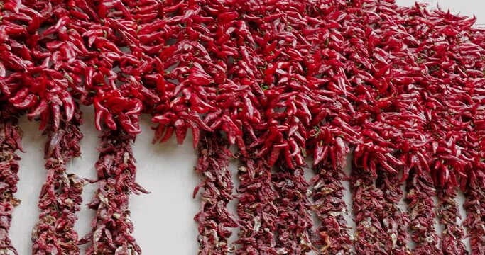A lot of red peppers hanging and drying. Drying red peppers for spice. 
