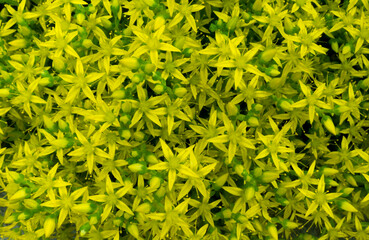 yellow flowers background