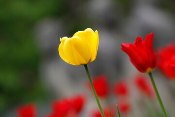 Colorful tulips flowers blooming in a garden.Very beautiful tulips in bloom and smell spring. Colorful tulip garden.