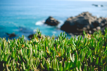 Close up of green succulent flowers in front of blue sea in a sunny day