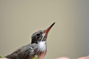 Un colibrí de mi jardín  © Beatriz