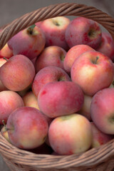 Fresh ripe red apples in a wicker basket. Autumn harvest
