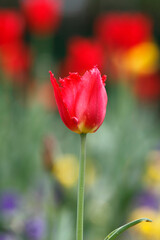 Colorful tulips flowers blooming in a garden.Very beautiful tulips in bloom and smell spring. Colorful tulip garden.