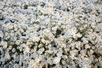 Background with small white flowers. Macro shot. Selective focus.