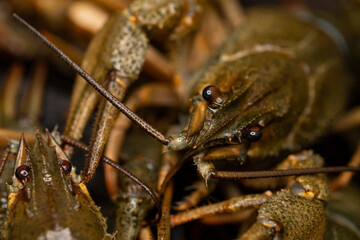 Live European crayfish. Fresh uncooked raw crayfish ready for cooking. Macro shot. Selective focus.