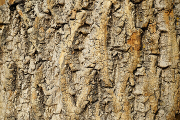 the bark of an old large tree as a background