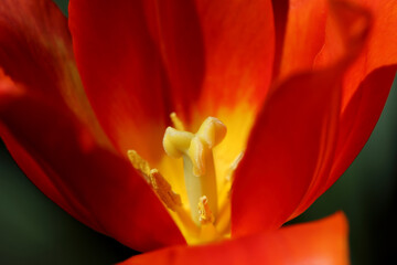 Fototapeta premium Colorful tulips flowers blooming in a garden.Very beautiful tulips in bloom and smell spring. Colorful tulip garden.