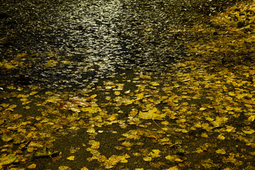 Yellow leaves on wet asphalt in night.