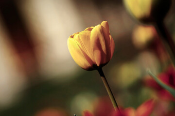 Colorful tulips flowers blooming in a garden.Very beautiful tulips in bloom and smell spring. Colorful tulip garden.