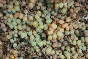 Seedless green grapes. Background from green grapes. Autumn harvest