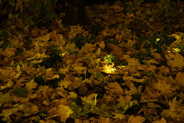 View of a small spot of light on autumn leaves.