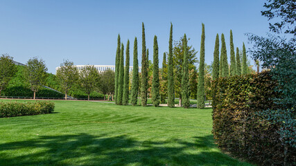 A group of Cupressus sempervirens or Mediterranean cypress planted in new modern city park Krasnodar. Public landscape 'Galitsky park' for relaxation and walking. Sunny autumn september day 2020.