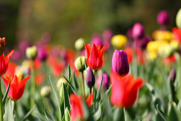 Colorful tulips flowers blooming in a garden.Very beautiful tulips in bloom and smell spring. Colorful tulip garden.