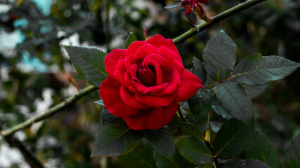 Romantic red rose in a green leaves background