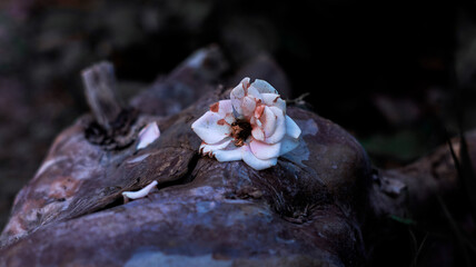 Pink dead rose on a tree branch