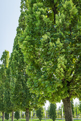 Fototapeta premium A row of Quercus robur, commonly known as common oak, pedunculate, European or English oak in city park krasnodar. Public landscape 'Galitsky park' for relaxation and walking in sunny autumn 2020