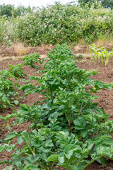 Fototapeta na wymiar A line of potato plants, Solanum tuberosum, growing in an allotment