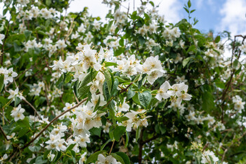 The white flowers of a Philadelphus, aka Mock Orange bush, mixed with the green of the leaves
