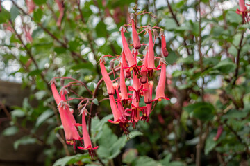 Pale pinkish red tubular drooping flowers of a Cape Fushia, Phygelius capensis, bush
