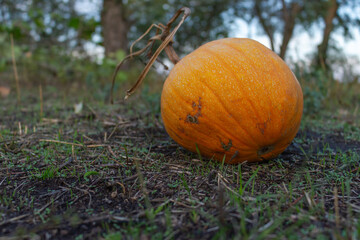 Yellow ripe pumpkins for halloween in the garden