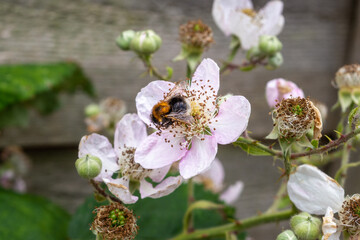 A tree bumblebee, Bombus hypnorum, gathering nectar from a pinky white blackberry, rubus,  blossom