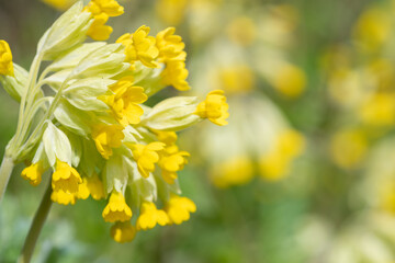 Close up of common cowslips (primula veris) in bloom