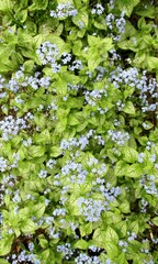 Siberian bugloss or Brunnera macrophylla blue flowers