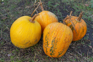 yellow ripe pumpkins in autumn for halloween