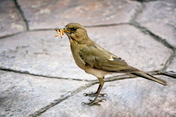 Little Green Bird Eating Worms