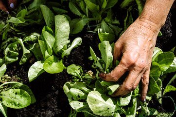 Unrecognized Person Transplanting Plant in Garden