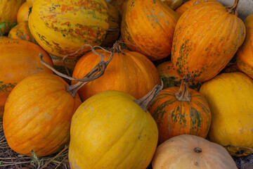 yellow ripe pumpkins in autumn for halloween