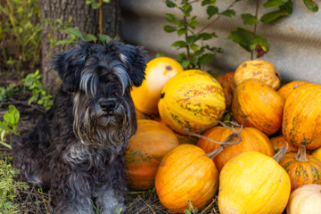 miniature schnauzer suit pepper and salt and yellow ripe pumpkins in autumn