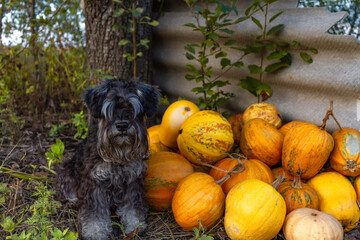miniature schnauzer suit pepper and salt and yellow ripe pumpkins in autumn