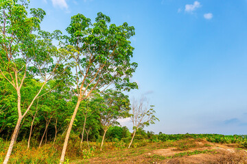 Latex rubber plantation or para rubber tree in southern Thailand