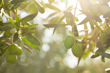 Fresh green olives on the olive tree