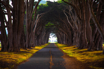 Naklejka premium path in the forest