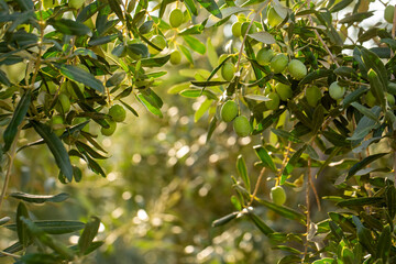 Fresh green olives on the olive tree