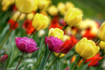 Colorful tulips flowers blooming in a garden.Very beautiful tulips in bloom and smell spring. Colorful tulip garden.
