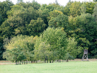 Baumgrundstück im Spätsommer