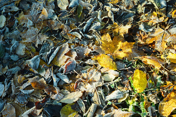 Colored autumn leaves with dusting of frost.