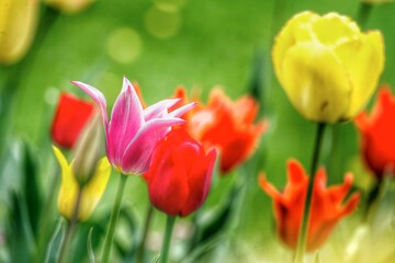 Colorful tulips flowers blooming in a garden.Very beautiful tulips in bloom and smell spring. Colorful tulip garden.