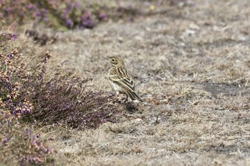A meadow pipit, Anthus pratensis, with dry grass