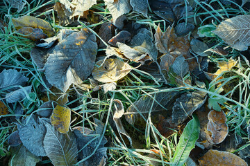 Colored autumn leaves with dusting of frost.