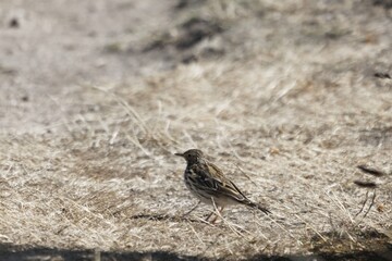 A meadow pipit, Anthus pratensis, with dry grass