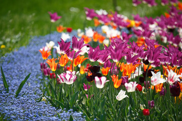 Colorful tulips flowers blooming in a garden.Very beautiful tulips in bloom and smell spring. Colorful tulip garden.