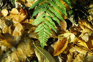 Green fern leaf on yellow leaves background.