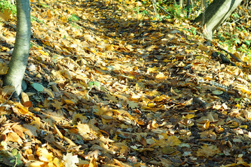 Pathway through the autumn forest.