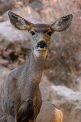 Doe Mule Deer in the Woods