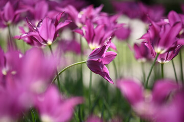 Fototapeta premium Colorful tulips flowers blooming in a garden.Very beautiful tulips in bloom and smell spring. Colorful tulip garden.