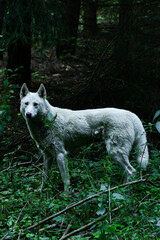 Obraz premium wolf in the forest